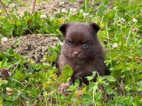 Deux chiots Spitz Allemand nain mâles nés en mai 2026 à vendre non LOF