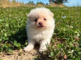 Deux chiots Spitz Allemand nain mâles nés en mai 2026 à vendre non LOF
