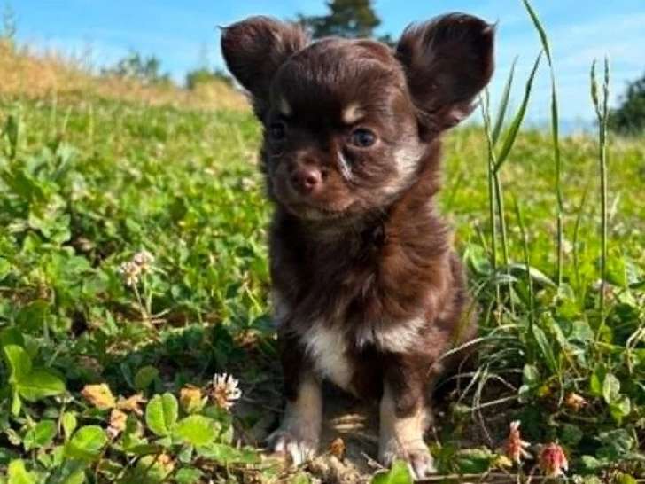 4 chiots Chihuahua poil long d'avril 2026 à réserver non LOF