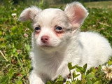 4 chiots Chihuahua poil long d'avril 2026 à réserver non LOF