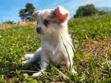 4 chiots Chihuahua poil long d'avril 2026 à réserver non LOF