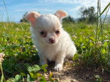 4 chiots Chihuahua poil long d'avril 2026 à réserver non LOF