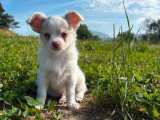 4 chiots Chihuahua poil long d'avril 2026 à réserver non LOF