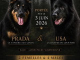 5 chiots Altdeutsche Schäferhund non LOF à réserver, nés en juin 2026