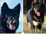 5 chiots Altdeutsche Schäferhund non LOF à réserver, nés en juin 2026