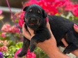 5 chiots Altdeutsche Schäferhund non LOF à réserver, nés en juin 2026