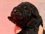 5 chiots Altdeutsche Schäferhund non LOF à réserver, nés en juin 2026