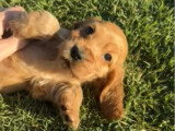 6 chiots femelles Cocker Spaniel Anglais LOF à réserver nés en juin 2026