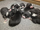 1 chiot Border Collie mâle non LOF né en mai 2026 à vendre