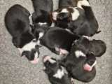 1 chiot Border Collie mâle non LOF né en mai 2026 à vendre