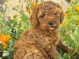 Trois chiots Caniche Nain mâles à vendre non LOF nés en mai 2026