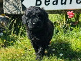 Trois chiots Caniche Nain mâles à vendre non LOF nés en mai 2026