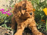 Trois chiots Caniche Nain mâles à vendre non LOF nés en mai 2026