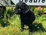 Trois chiots Caniche Nain mâles à vendre non LOF nés en mai 2026