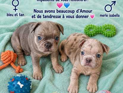 Chiots Bouledogue Français à vendre