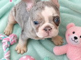 Chiots Bouledogue Français à vendre