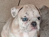 Chiots Bouledogue Français à vendre