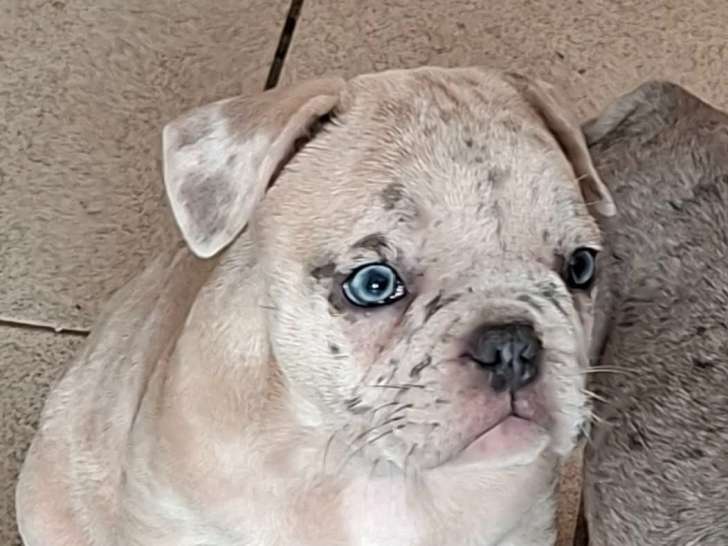 Chiots Bouledogue Français à vendre