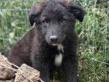 Olaf, chiot de Roumanie à adopter en association