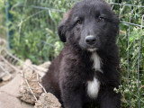 Olaf, chiot de Roumanie à adopter en association