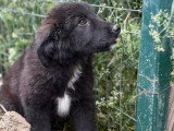 Olaf, chiot de Roumanie à adopter en association