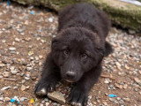 Olaf, chiot de Roumanie à adopter en association
