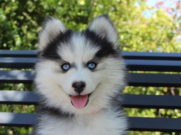 4 chiots Pomsky F4 non LOF d'avril 2026 en vente