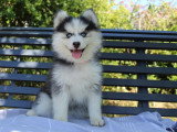 4 chiots Pomsky F4 non LOF d'avril 2026 en vente