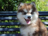 4 chiots Pomsky F4 non LOF d'avril 2026 en vente