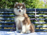 4 chiots Pomsky F4 non LOF d'avril 2026 en vente