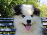 4 chiots Pomsky F4 non LOF d'avril 2026 en vente