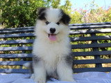 4 chiots Pomsky F4 non LOF d'avril 2026 en vente