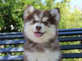 4 chiots Pomsky F4 non LOF d'avril 2026 en vente