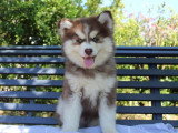 4 chiots Pomsky F4 non LOF d'avril 2026 en vente