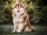 4 chiots Pomsky F4 non LOF d'avril 2026 en vente