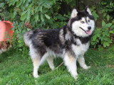 4 chiots Pomsky F4 non LOF d'avril 2026 en vente