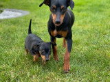 5 chiots Pinscher Nain LOF nés en mai 2026 à réserver