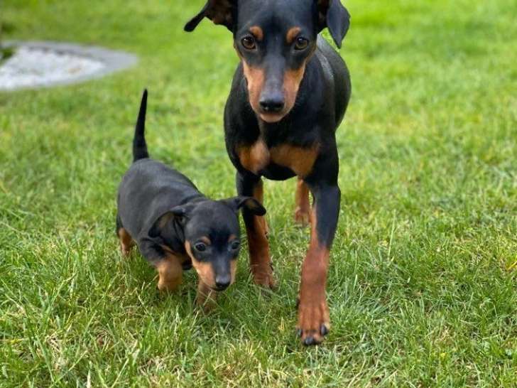 5 chiots Pinscher Nain LOF nés en mai 2026 à réserver