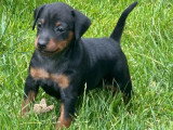5 chiots Pinscher Nain LOF nés en mai 2026 à réserver