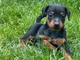 5 chiots Pinscher Nain LOF nés en mai 2026 à réserver