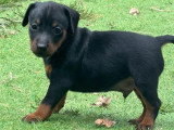 5 chiots Pinscher Nain LOF nés en mai 2026 à réserver