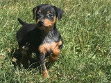 5 chiots Pinscher Nain LOF nés en mai 2026 à réserver