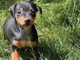 5 chiots Pinscher Nain LOF nés en mai 2026 à réserver