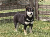 Chiot femelle Shiba Inu inscrit au LOF de janvier 2026 à vendre