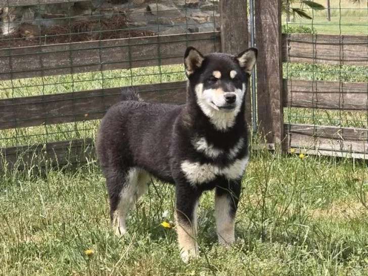 Chiot femelle Shiba Inu inscrit au LOF de janvier 2026 à vendre