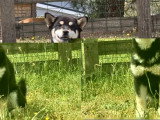 Chiot femelle Shiba Inu inscrit au LOF de janvier 2026 à vendre