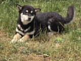 Chiot femelle Shiba Inu inscrit au LOF de janvier 2026 à vendre