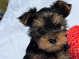 2 chiots Yorkshire Terrier nés en avril 2026 LOF à réserver