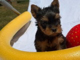 2 chiots Yorkshire Terrier nés en avril 2026 LOF à réserver