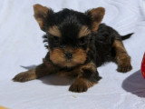 2 chiots Yorkshire Terrier nés en avril 2026 LOF à réserver